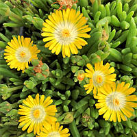 Саженцы Делоспермы Йеллоу Айс Плант (Delosperma Yellow Ice Plant) Р9