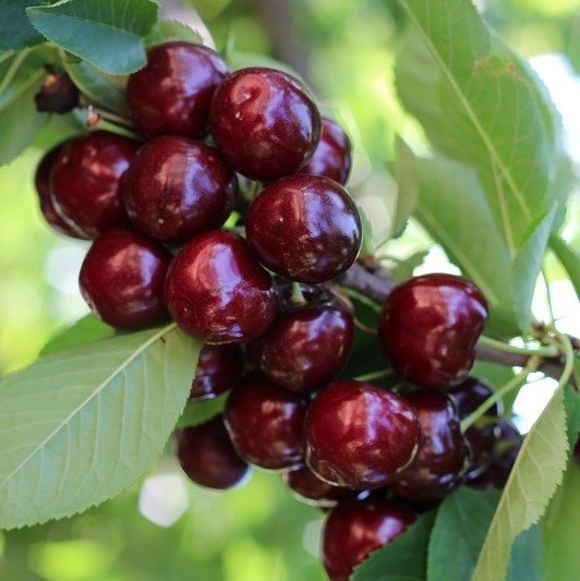 Саджанці черешні "Роял Хелен" (пізньоспілий сорт)