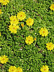 Саджанці Делосперми Йеллоу Айс Плант (Delosperma Yellow Ice Plant) Р9, фото 2