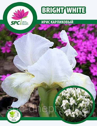 Ірис карликовий Bright White, фото 1