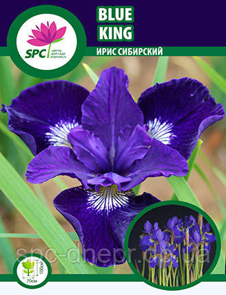 Ірис сибірський Blue King