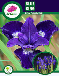 Ірис сибірський Blue King