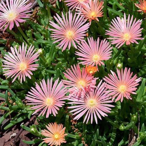 Саджанці Делосперми Келаідіс (Delosperma Kelaidis) Р9