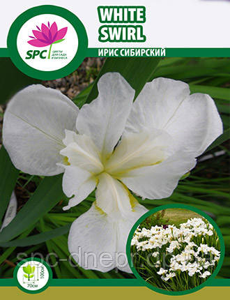 Ірис сибірський White Swirl