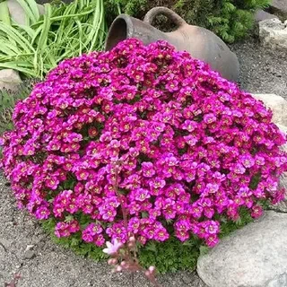 Саджанці Арабіса війчастого Баранка Діп Роуз (Arabis blepharophylla Barranca Deep Rose) Р9, фото 1