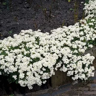 Саджанці Арабіса Кавказського Вайт (Різуха) (Arabis caucasica White) Р9, фото 1