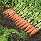 Каскад F1, (100 000 нас.) фр. 1,6-1,8 мм насіння моркви Bejo, фото 2