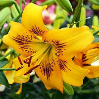 Лілія Єллоу Брюз (Lilium Yellow Bruse) — 1 шт.