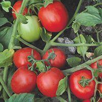 Насіння томату Морелія F1 10 шт, Enza Zaden