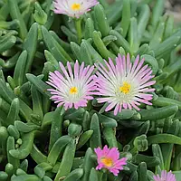 Саджанці Делосперми Герасіанум (Delosperma Harazianum) Р9