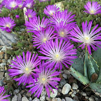 Саджанці Делосперми Санделла Лавандер (Delosperma Sundella Lavender)