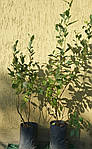 Саджанці лохини Торо 3річка, 4л.Vaccinium corymbosum Toro, фото 3