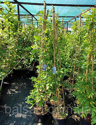 Гліцинія китайська Проліфік / С10 / h 160-180 / Wisteria Prolific, фото 3