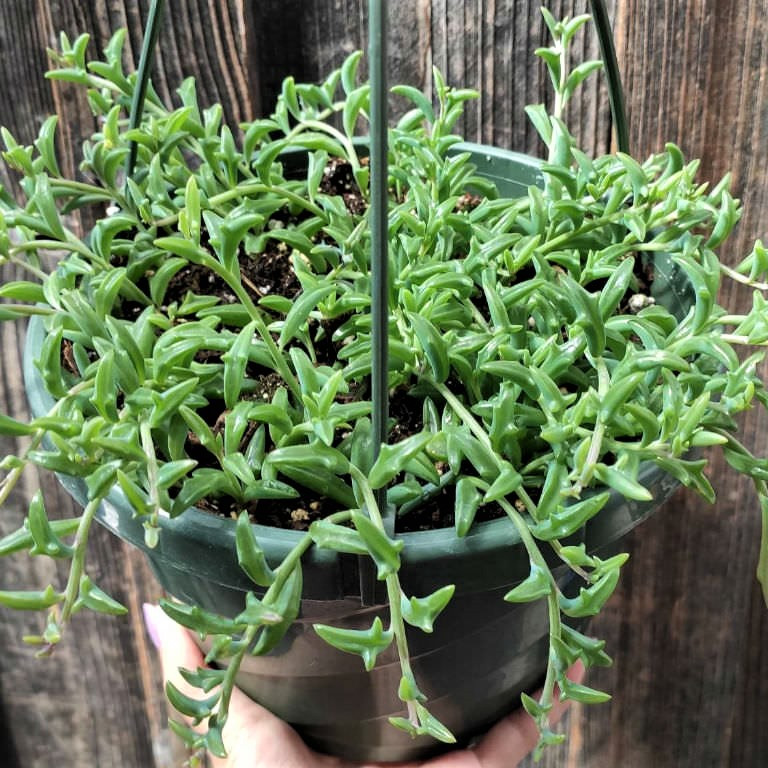 Саджанці Хрестовника Гіппогріф (Senecio Hippogriff) Р9, фото 1
