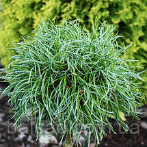 Сосна веймутова Грін Твіст / С5 / h 25-35 / Pinus Green Twist, фото 3
