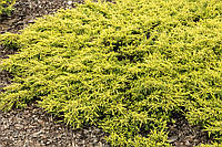 Можжевельник обыкновенный 'Голдшатц' 3 года Juniperus communis 'Goldschatz'