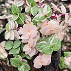 Саджанці Калізії Б'янка (Callisia Bianca) Р9, фото 2