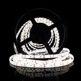 Світлодіодна стрічка 12V, 2835, 120 led/m, 9W, IP65, 6500K - білий холодний, ST-12-2835-120-CW-65, фото 4