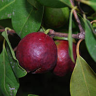 Psidium guajava 'Colombian Red' семена - Красная яблочная гуава