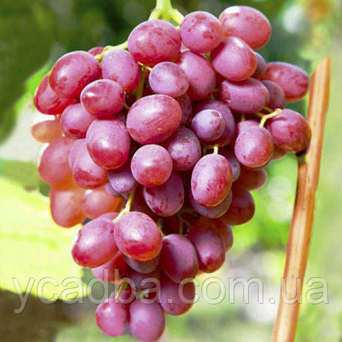 Виноград София (зкс), фото 1