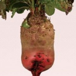Кормова буряк "Рекорд" - поживна буряк червоного кольору