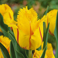 Тюльпан Flamenco бахромчатий цибулина (1 шт.)