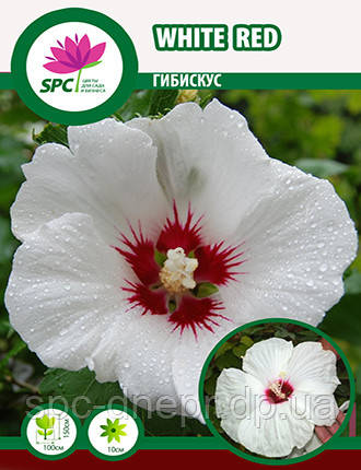 Гібіскус сірійський White Red, фото 1
