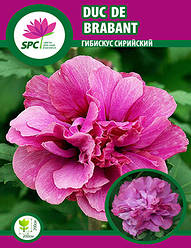Гібіскус сірійський Duc De Brabant
