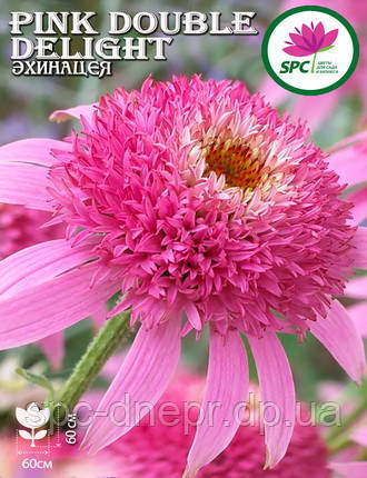 Ехінацея Pink Double Delight, фото 1