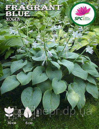 Хоста Fragrant Fire