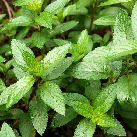 Саджанці М'яти Хиллари Свит Лемон (Mint Hilary's Sweet Lemon) Р9, фото 1