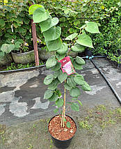 Церцис китайський Евондейл / С7,5 / h 80-100 / Cercis Avondale, фото 5