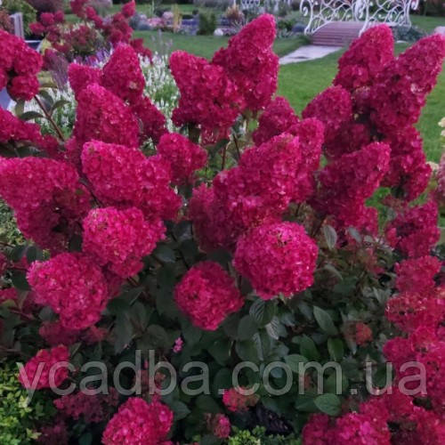 Гортензія волотиста Самарська Лідія Samarskya Lidia (горшик 0,5л)