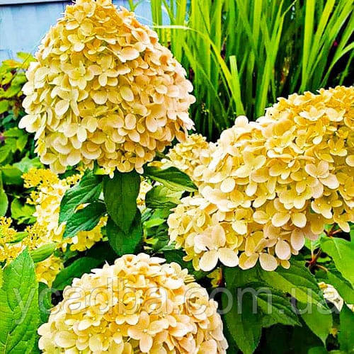 Гортензія волотиста Котон Крем Cotton Cream 17 (горшик 3л), фото 1