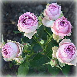 Троянда спрей Сільвер Лейс (Silver Lace)