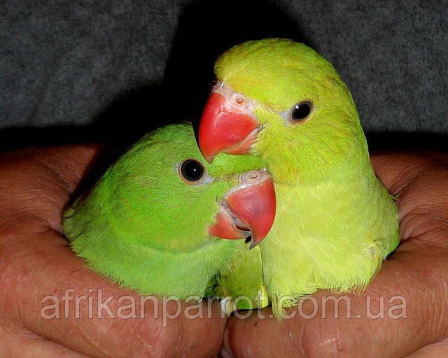 Малюки Ожерелового попуги (Індійський кільчастий попуга), фото 1