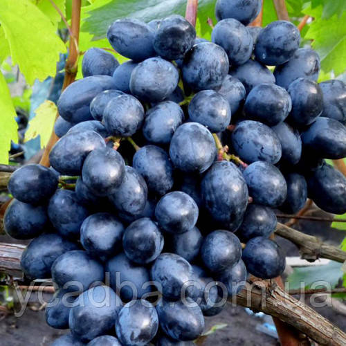 Виноград кишміш Осінній королівський (вкс), фото 1