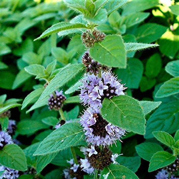 Саджанці М'яти Холодної (Англійська) (Mint Frigidi)