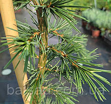Кедр гімалайський Пендула / С5 / h 100-125 / Cedrus Pendula, фото 4