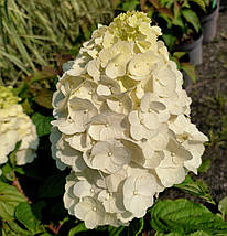Гортензія волотиста Монт Блан / С3 / Hydrangea Mont Blanc, фото 4