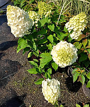 Гортензія волотиста Монт Блан / С3 / Hydrangea Mont Blanc, фото 3