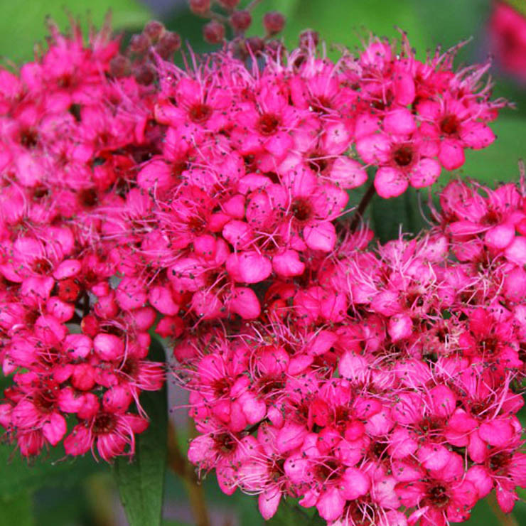 Спірея японська Неон Флеш / С2 / Spiraea Neon Flash