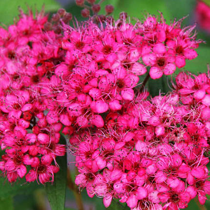 Спірея японська Неон Флеш / С2 / Spiraea Neon Flash, фото 1
