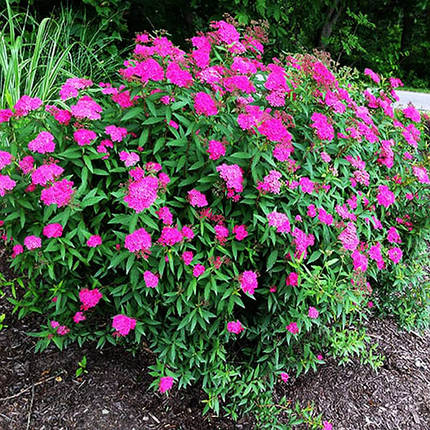 Спірея японська Неон Флеш / С2 / Spiraea Neon Flash, фото 2