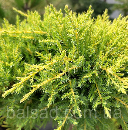 Ялівець китайський Франц / С3 / d 25-35 / Juniperus Franz, фото 1