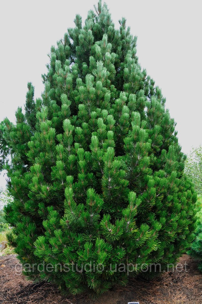 Сосна Гельдрейха Компакт Джем (Pinus heldreichii Compact Gem) - фото 1 - id-p1666653422