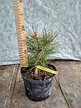 Сосна гірська Хамелеон (Pinus mugo Cameleon), фото 2