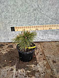 Сосна густоквіткова Жан Клаус (Pinus densiflora Jane Kluis), фото 2