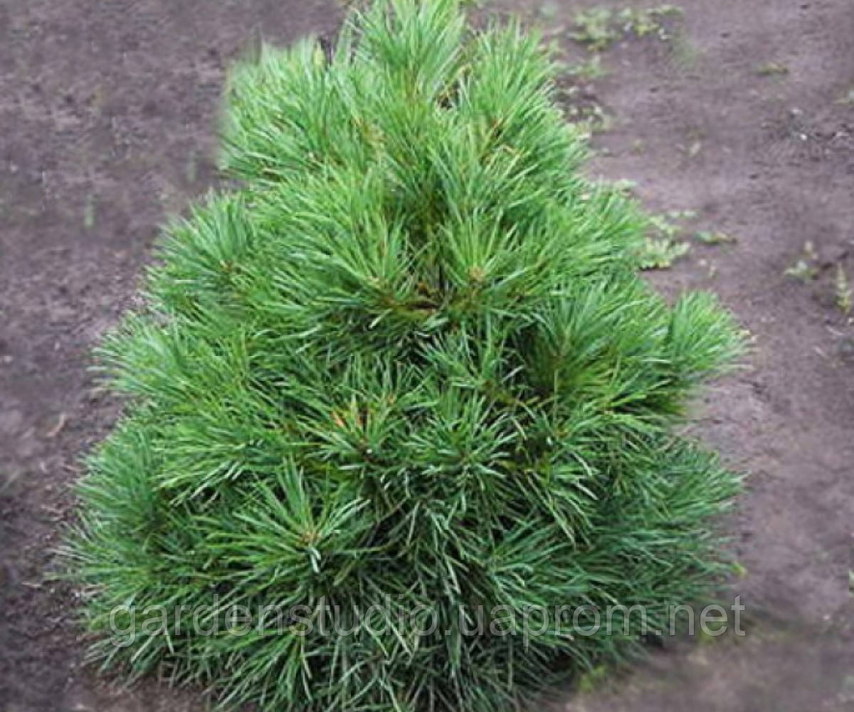 Сосна обыкновенная "Глобоза Виридис" (Pinus sylvestris 'Globosa Viridis') - фото 1 - id-p1666681003