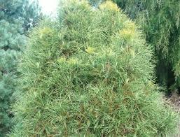 Сосна звичайна Ксавери (Pinus sylvestris Xavery)